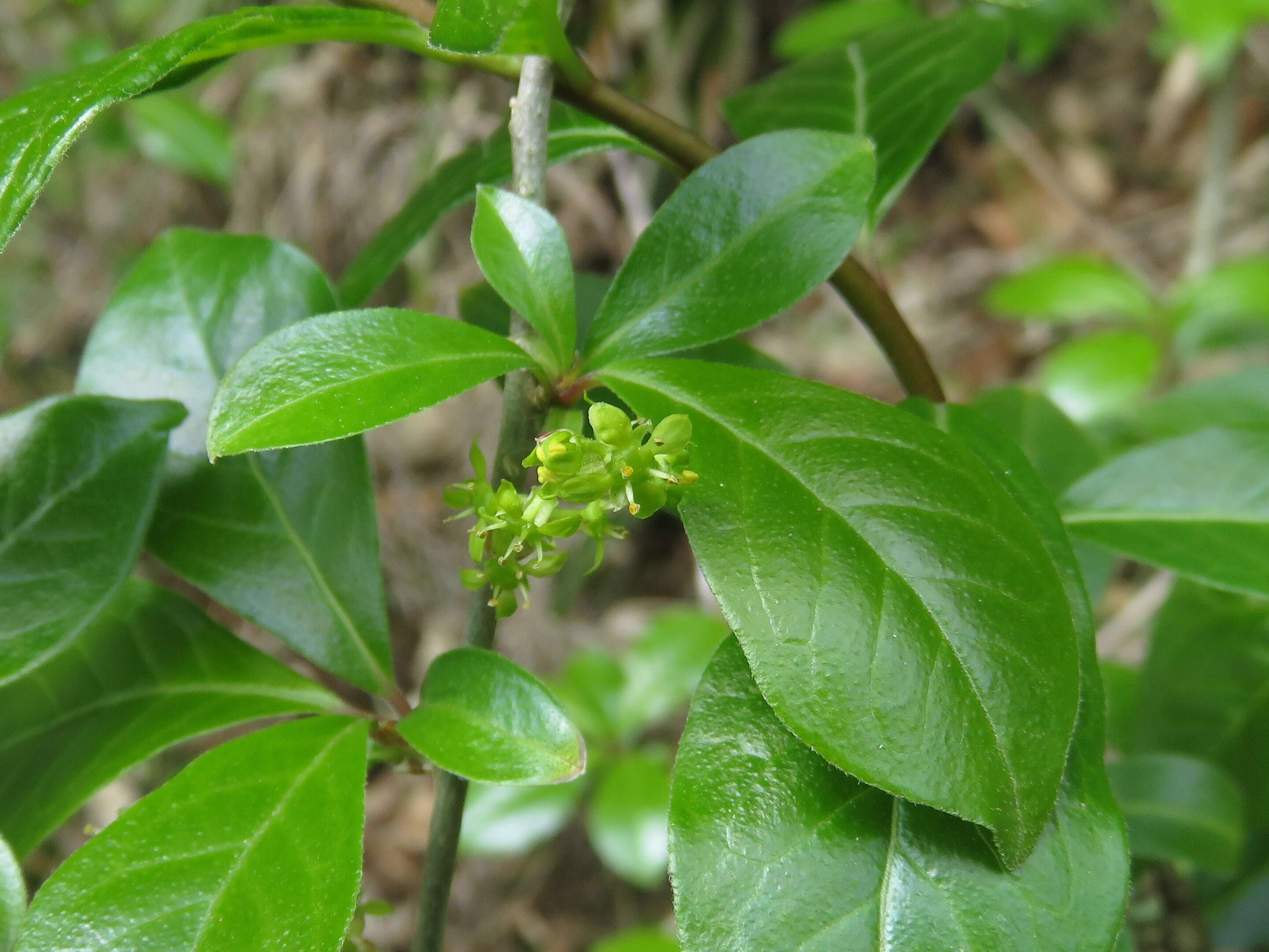 Image of Orixa japonica Thunb.