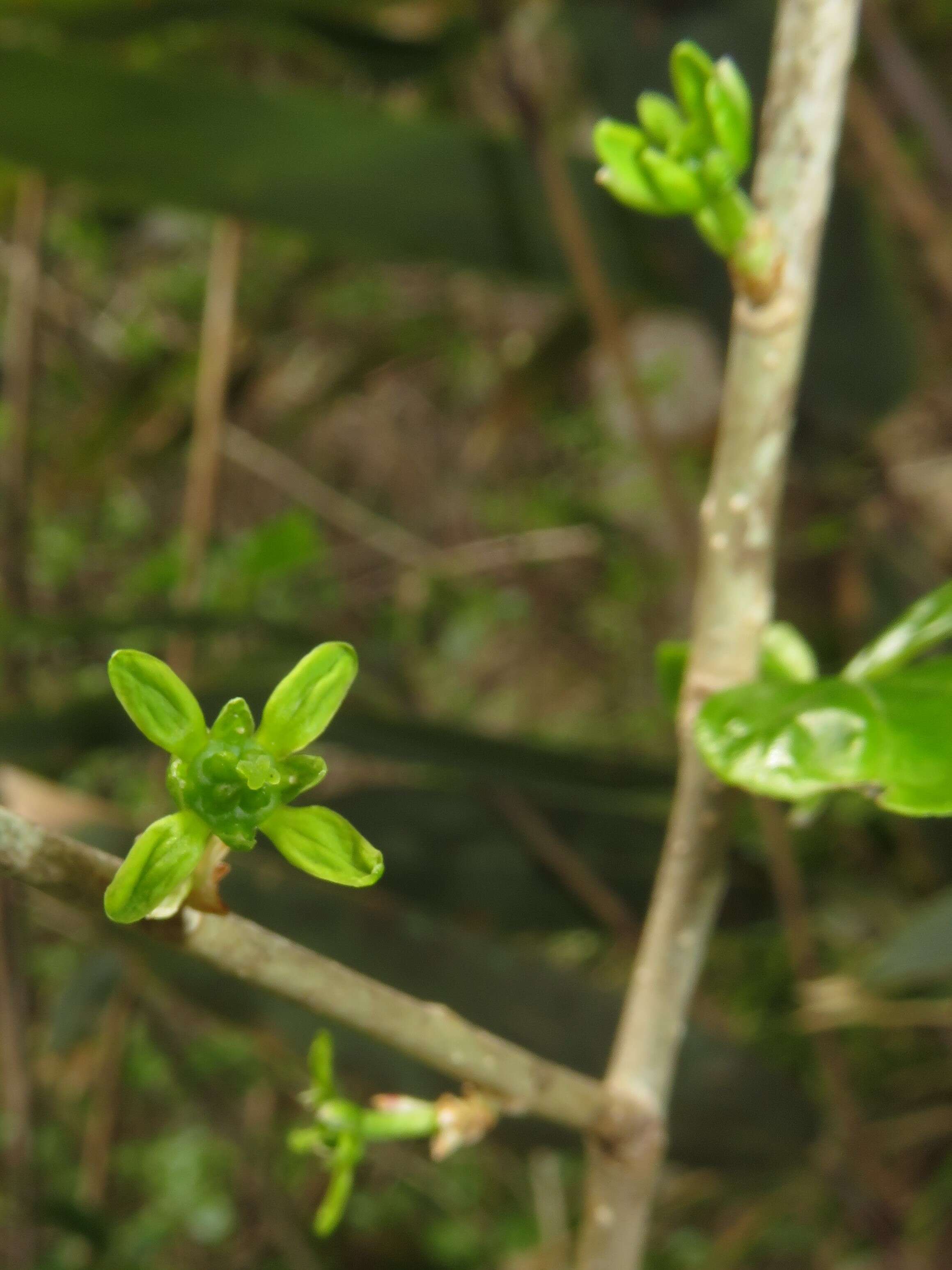 Image of Orixa japonica Thunb.