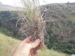 Image of Loudetia flavida (Stapf) C. E. Hubb.