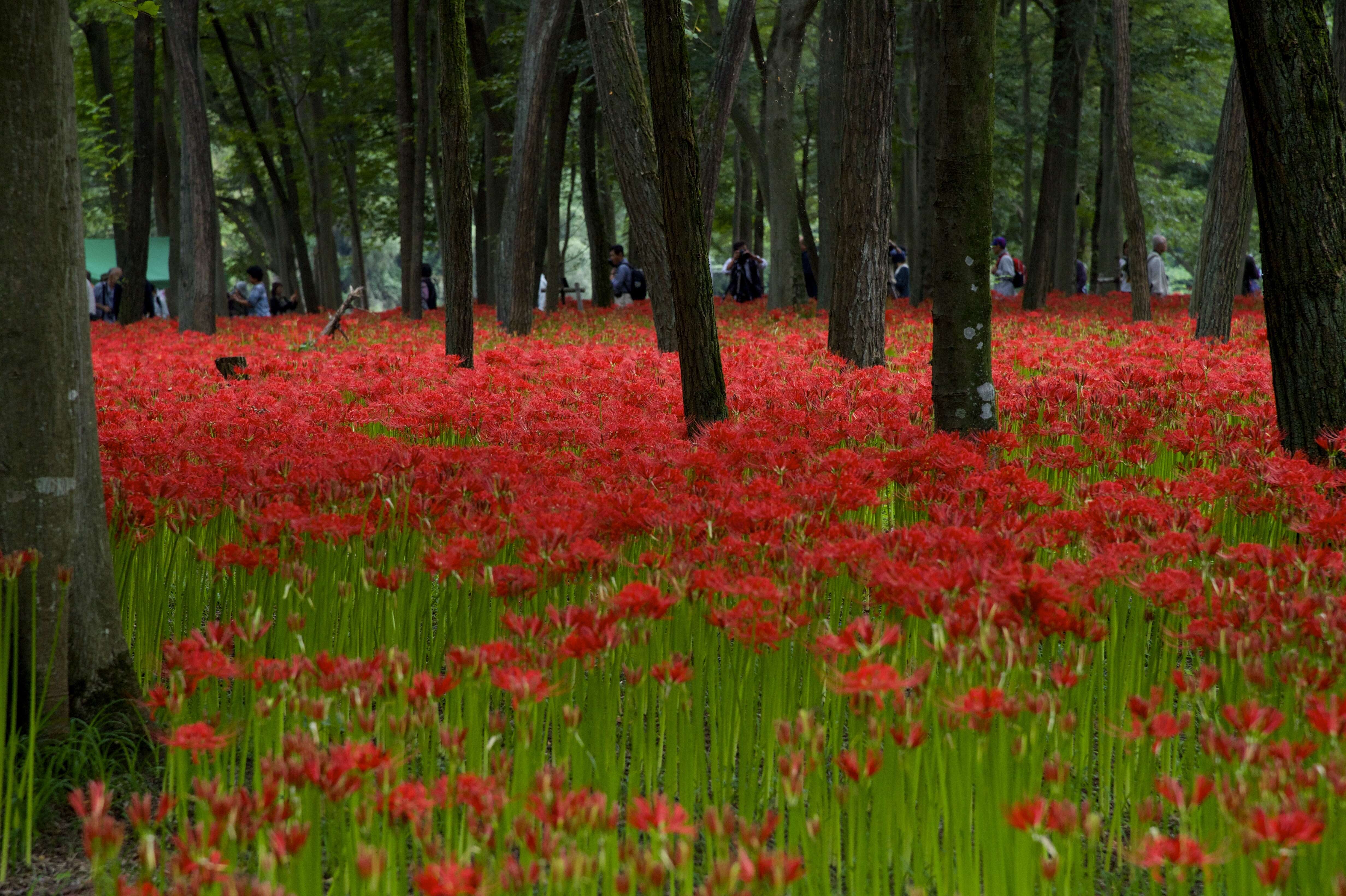 Image of red spider lily