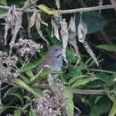 Image of Javan Bush Warbler