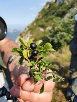 Слика од Rhamnus saxatilis Jacq.