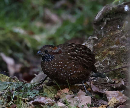 Image of Spotted Wood Quail