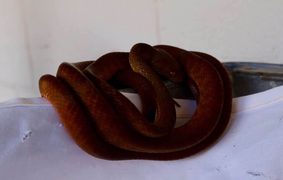 Image of Brown tree snake