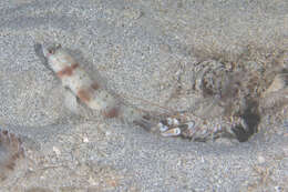 Image of Arcfin shrimpgoby