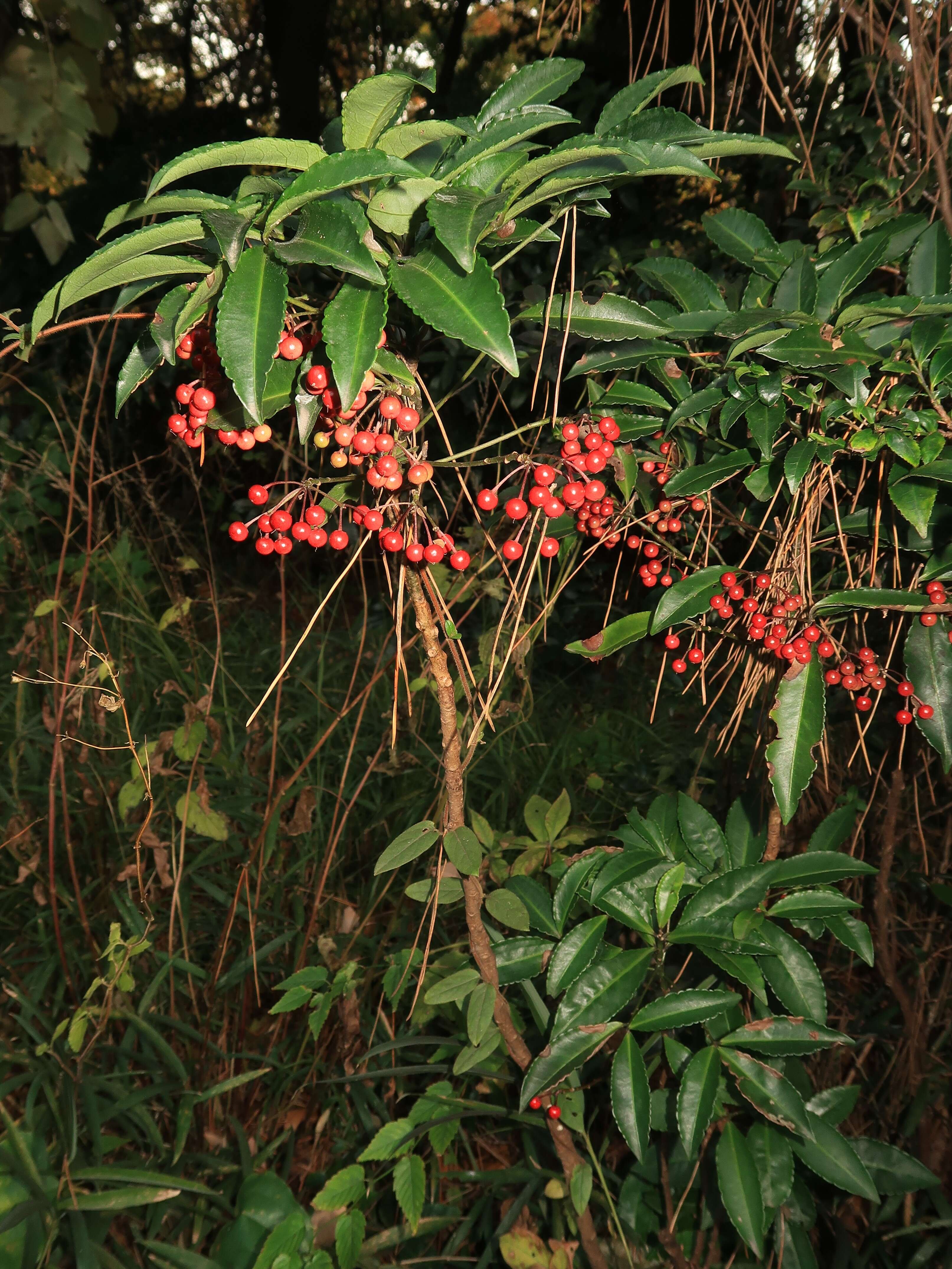 صورة Ardisia crenata Sims