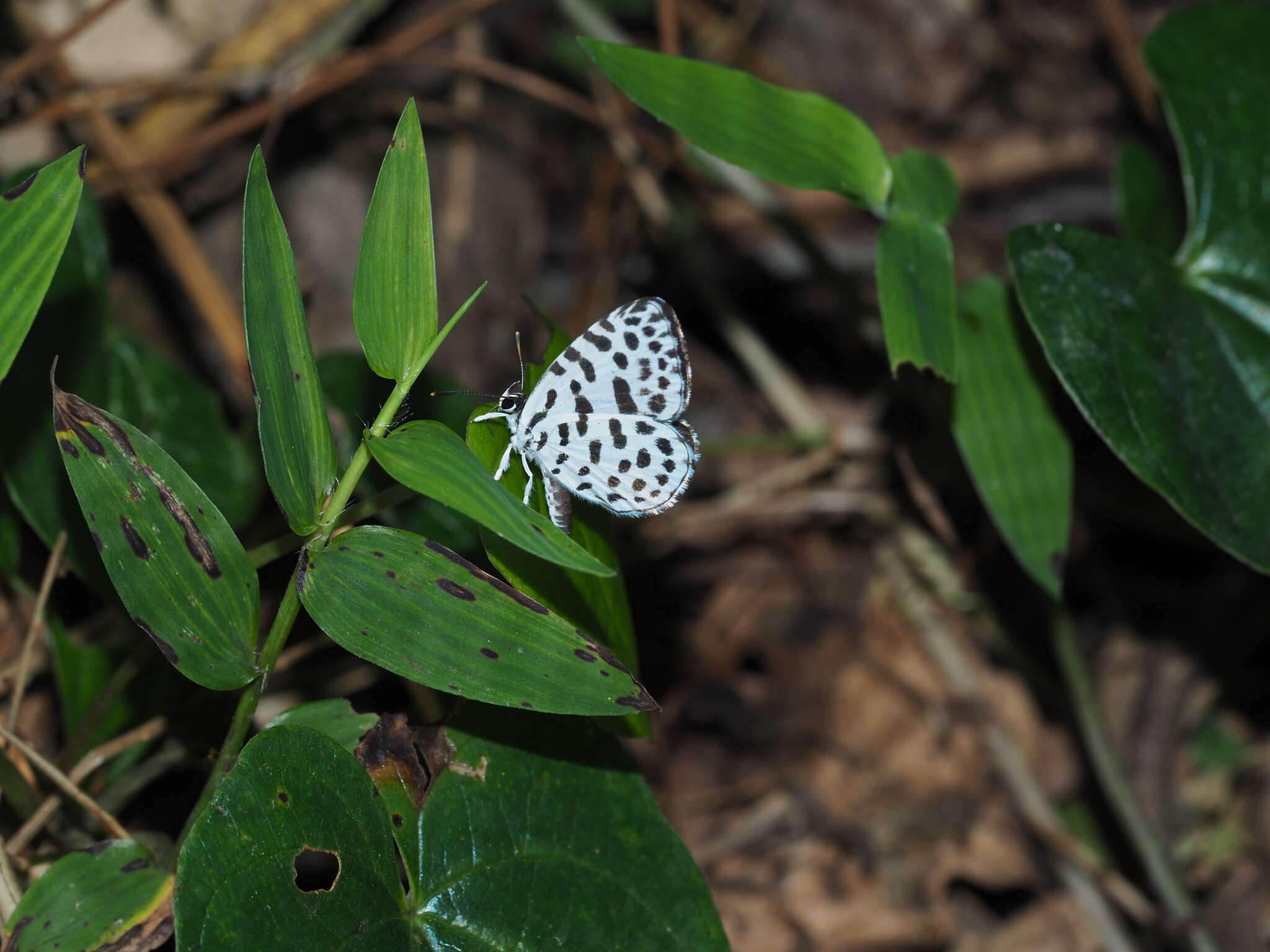 Image of Forest Pierrot