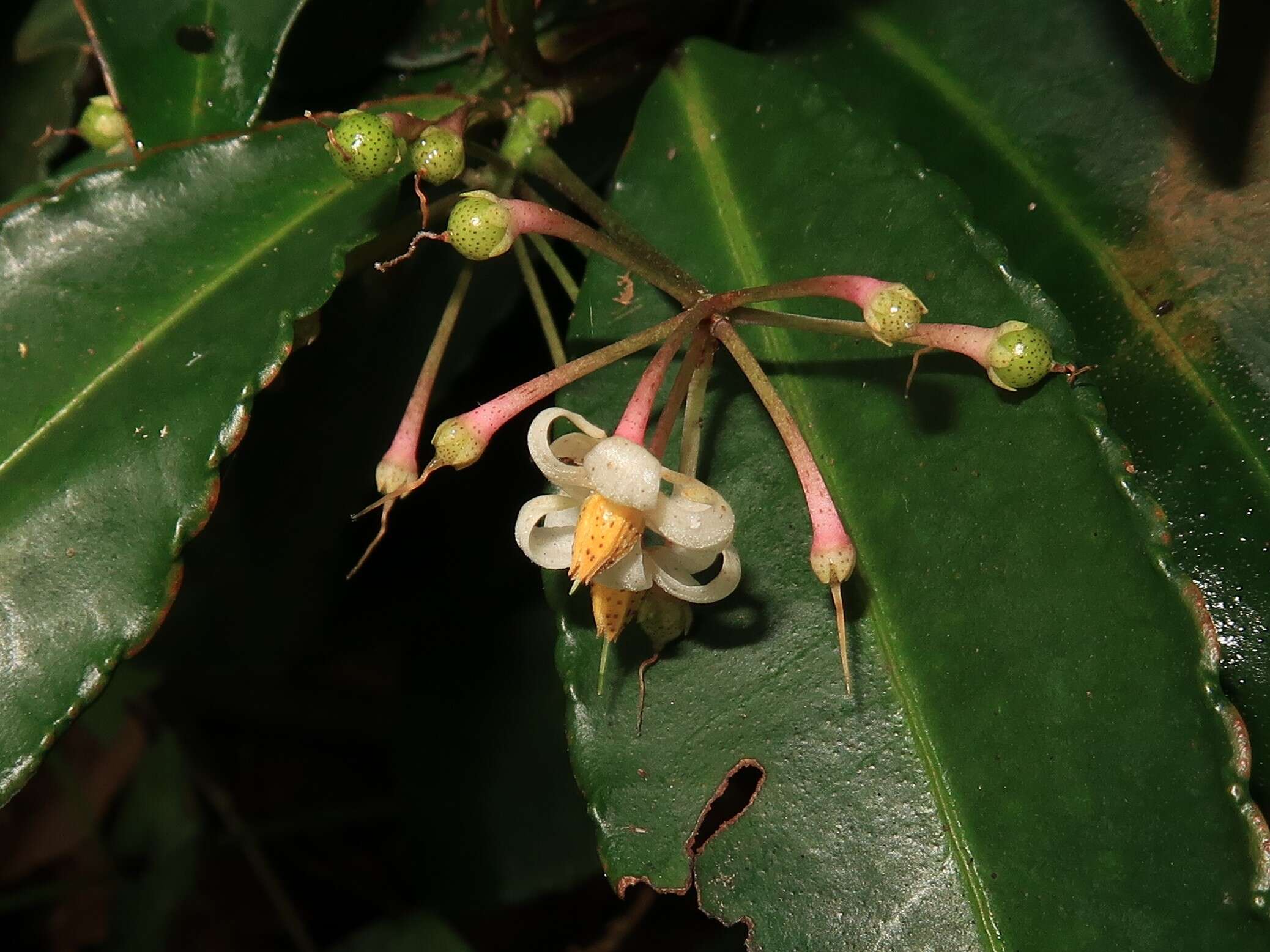 Plancia ëd Ardisia crenata Sims