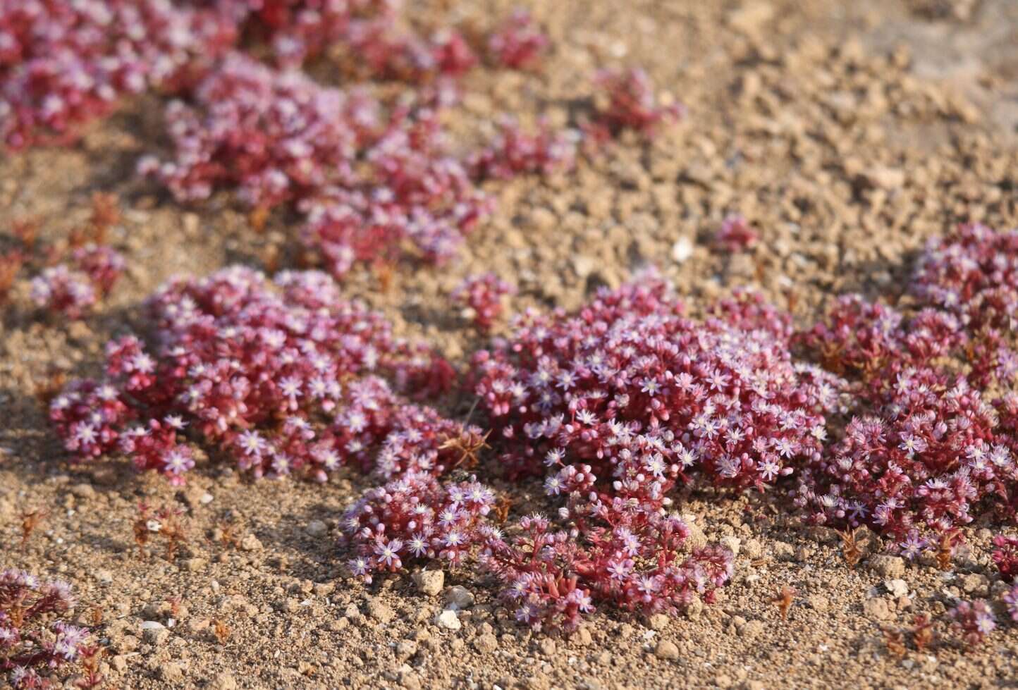 Image of Sedum caeruleum L.