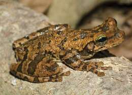 Image of Manaus slender-legged treefrog