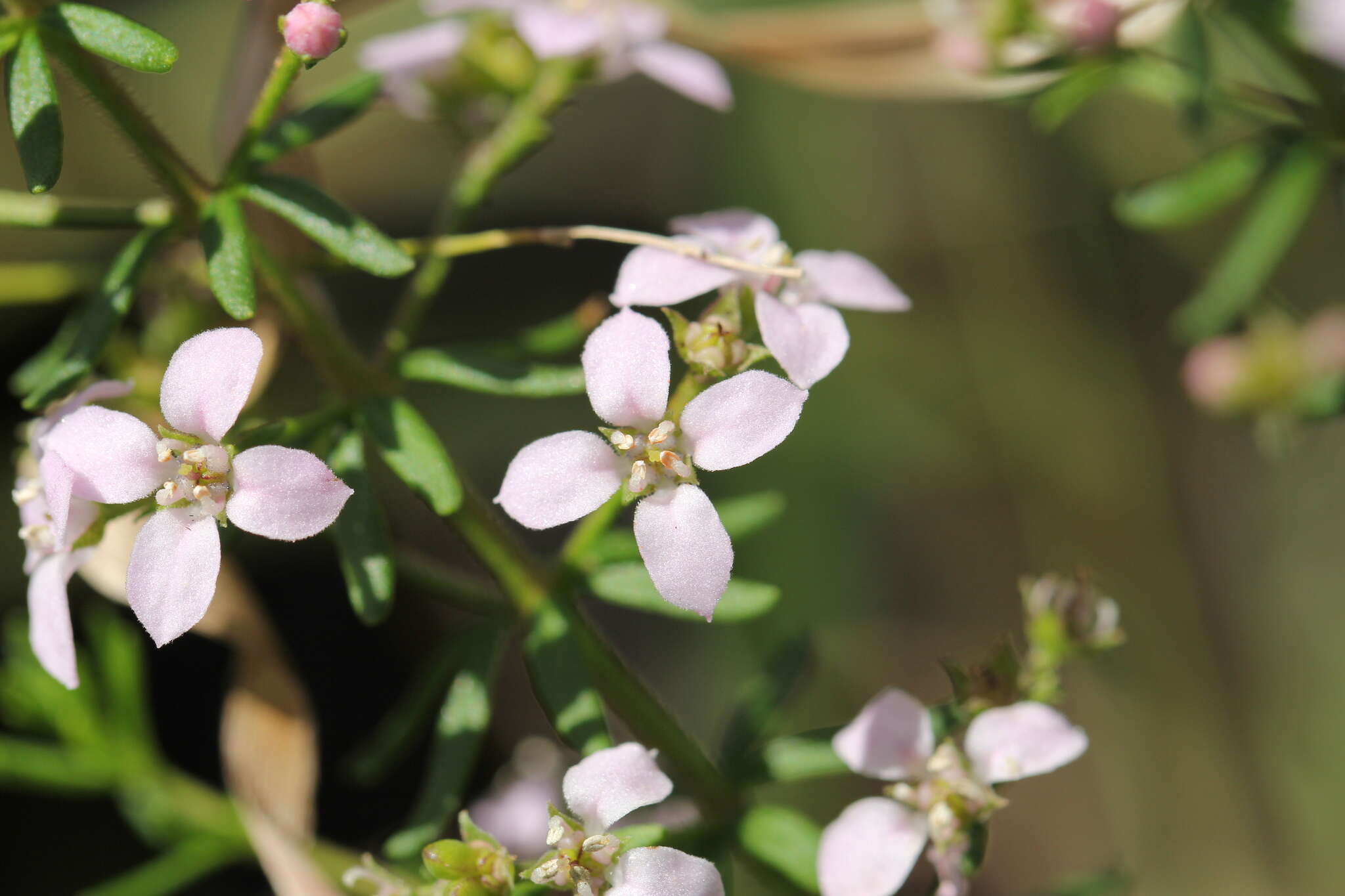 Image of Zieria aspalathoides A. Cunn. ex Benth.