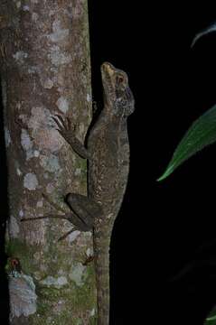 Image of Brown Basilisk