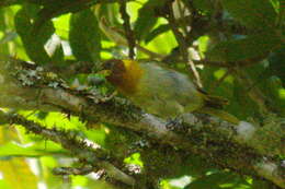 Image of Rufous-headed Tanager