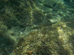 Image of East Atlantic Peacock Wrasse