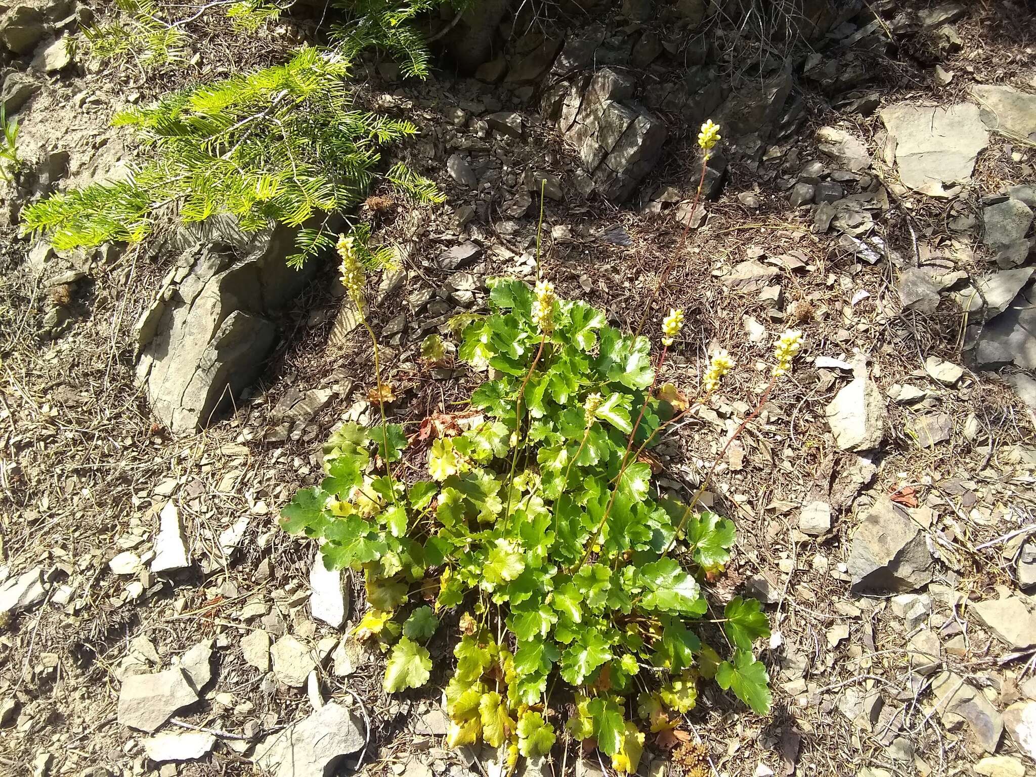 Image of roundleaf alumroot