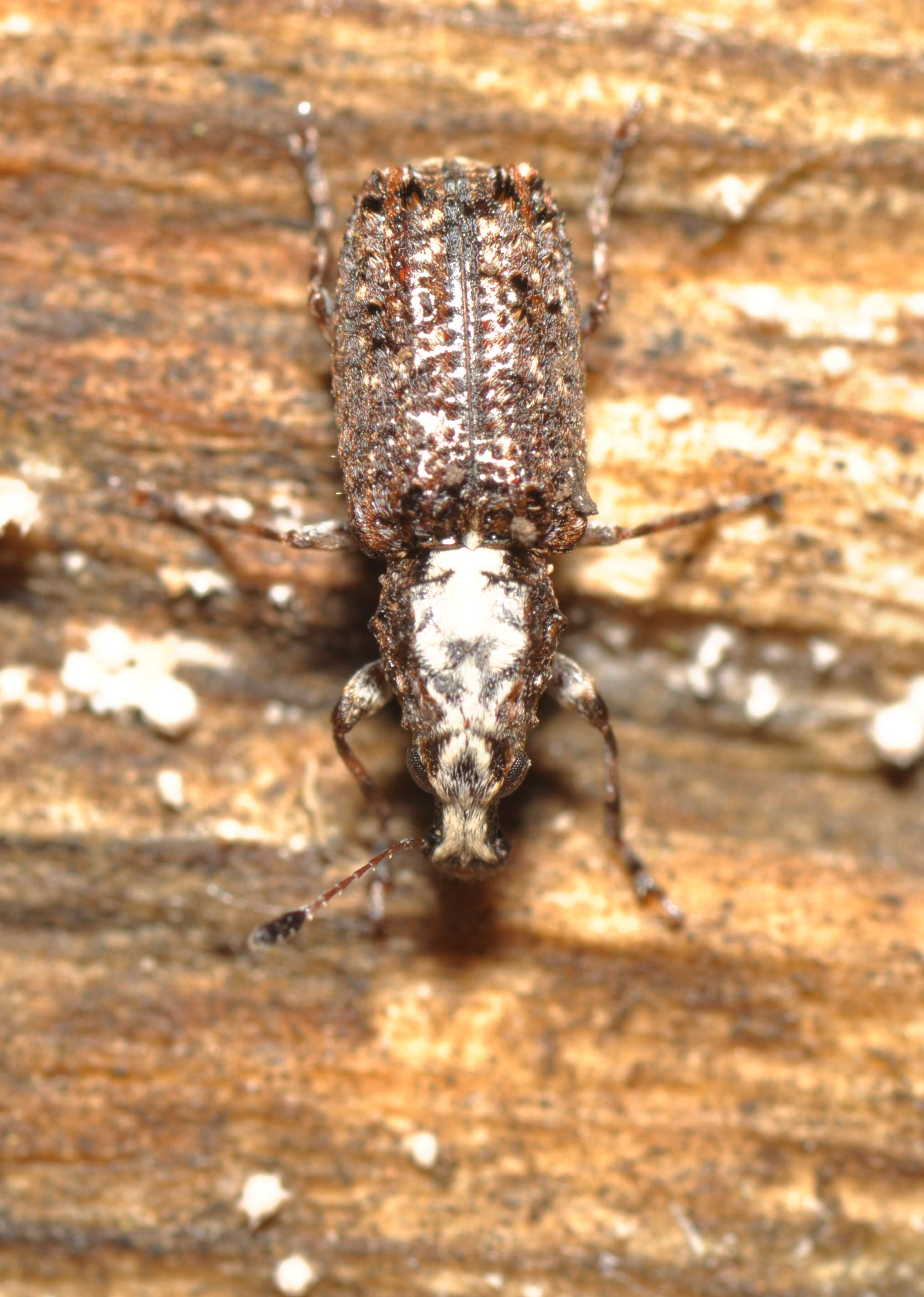 Image of fungus weevils