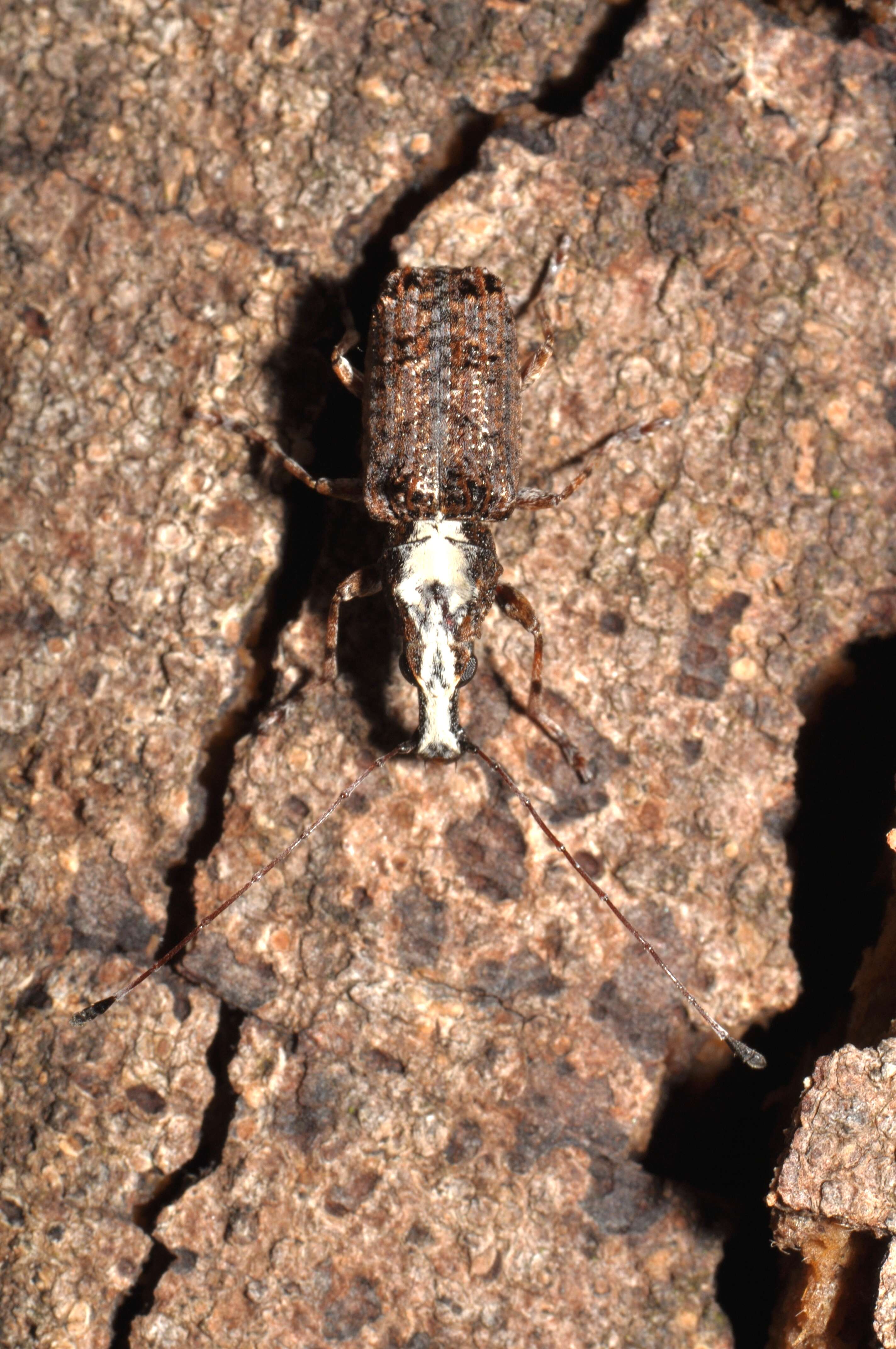 Image of fungus weevils