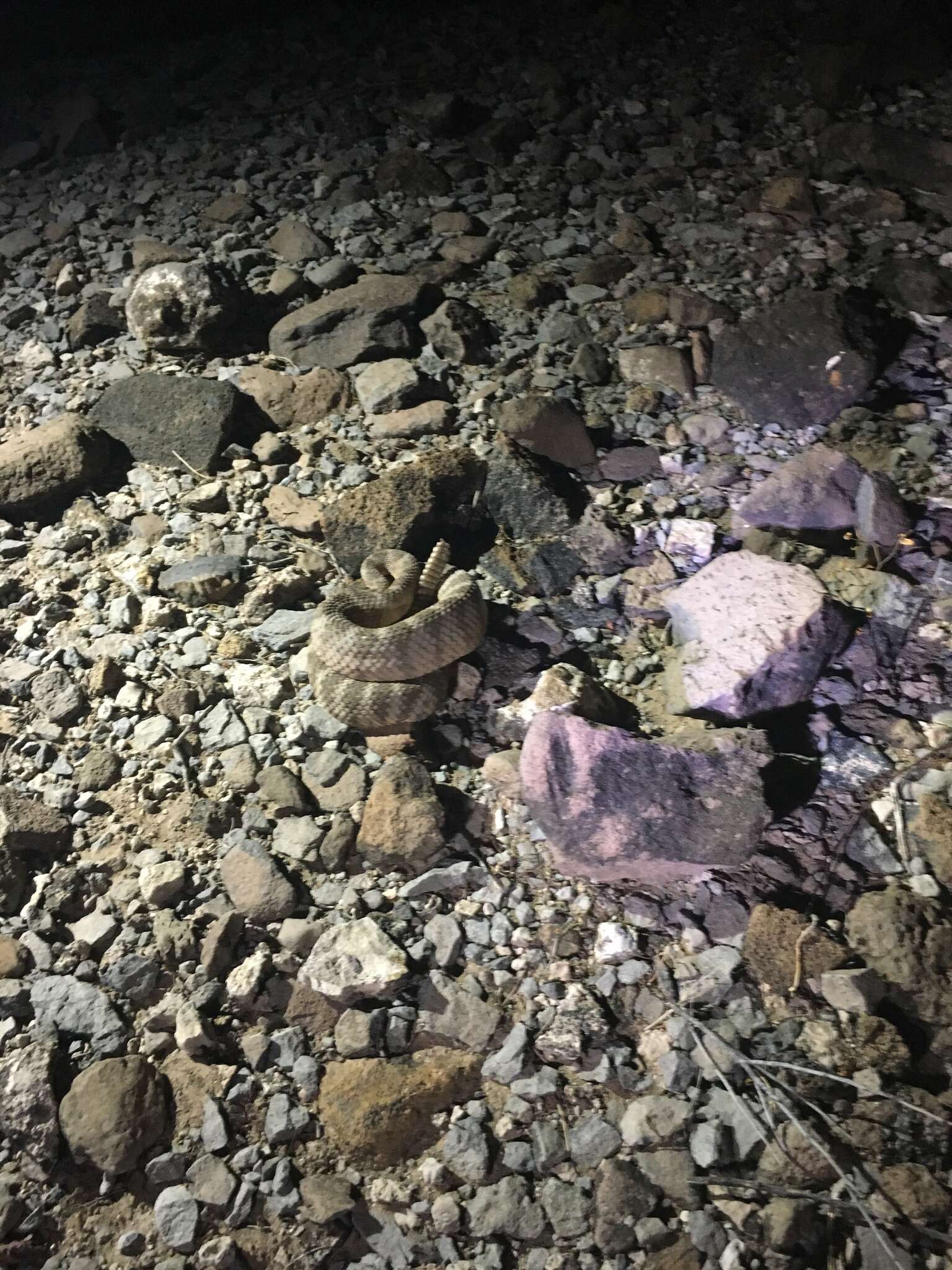 Image of Tiger Rattlesnake