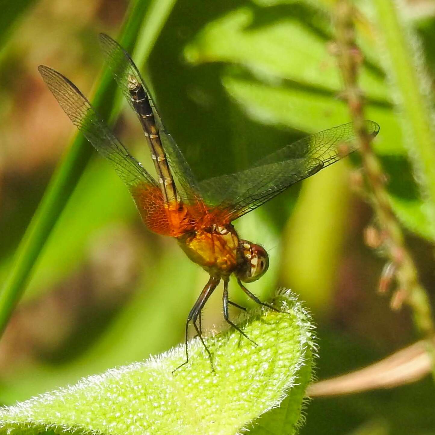 Image of Red-mantled Dragonlet