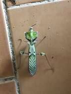Image of giant devil's flower mantis