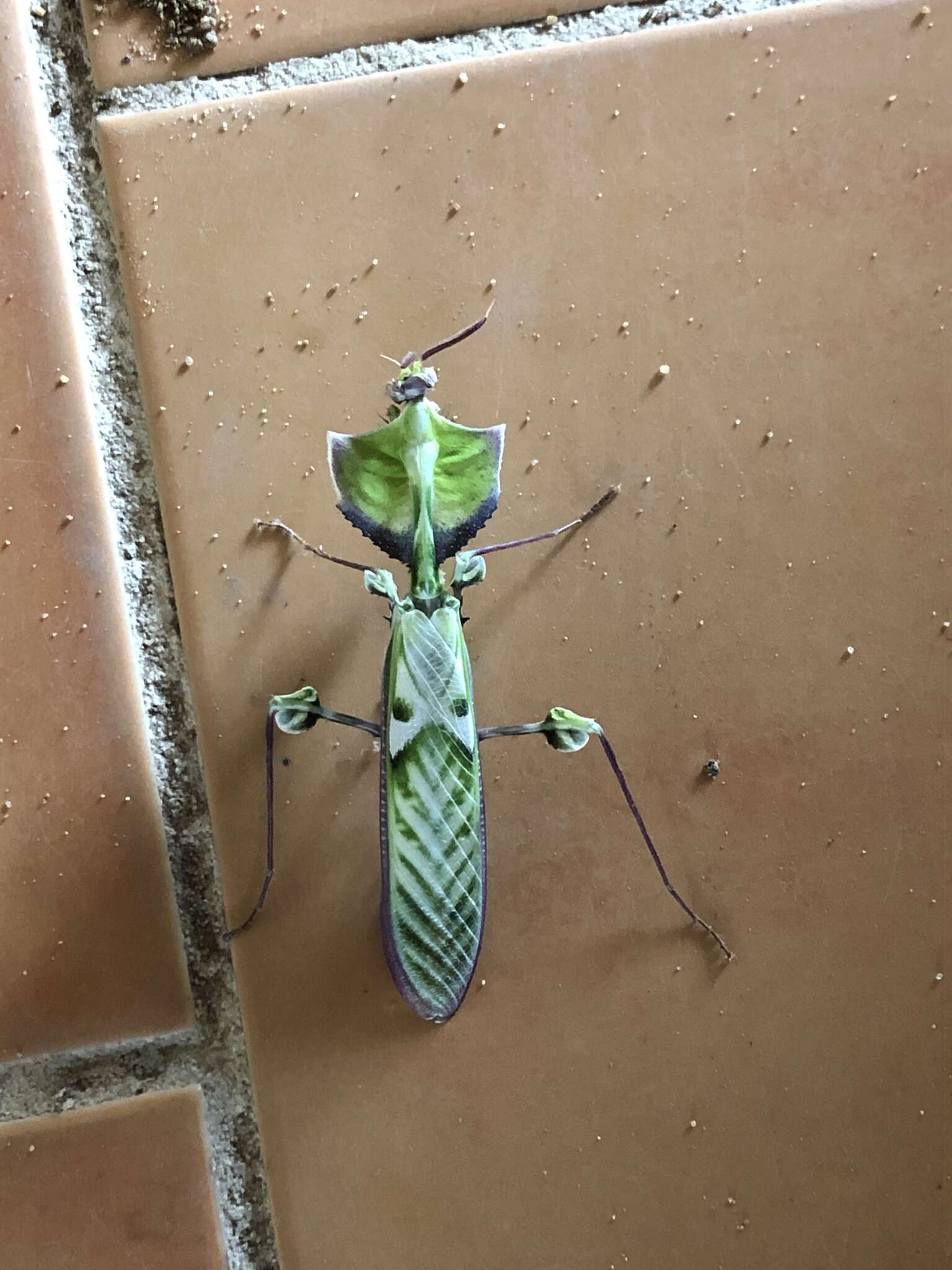 Image of giant devil's flower mantis