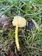 Image de Hygrocybe glutinipes (J. E. Lange) R. Haller Aar. 1956