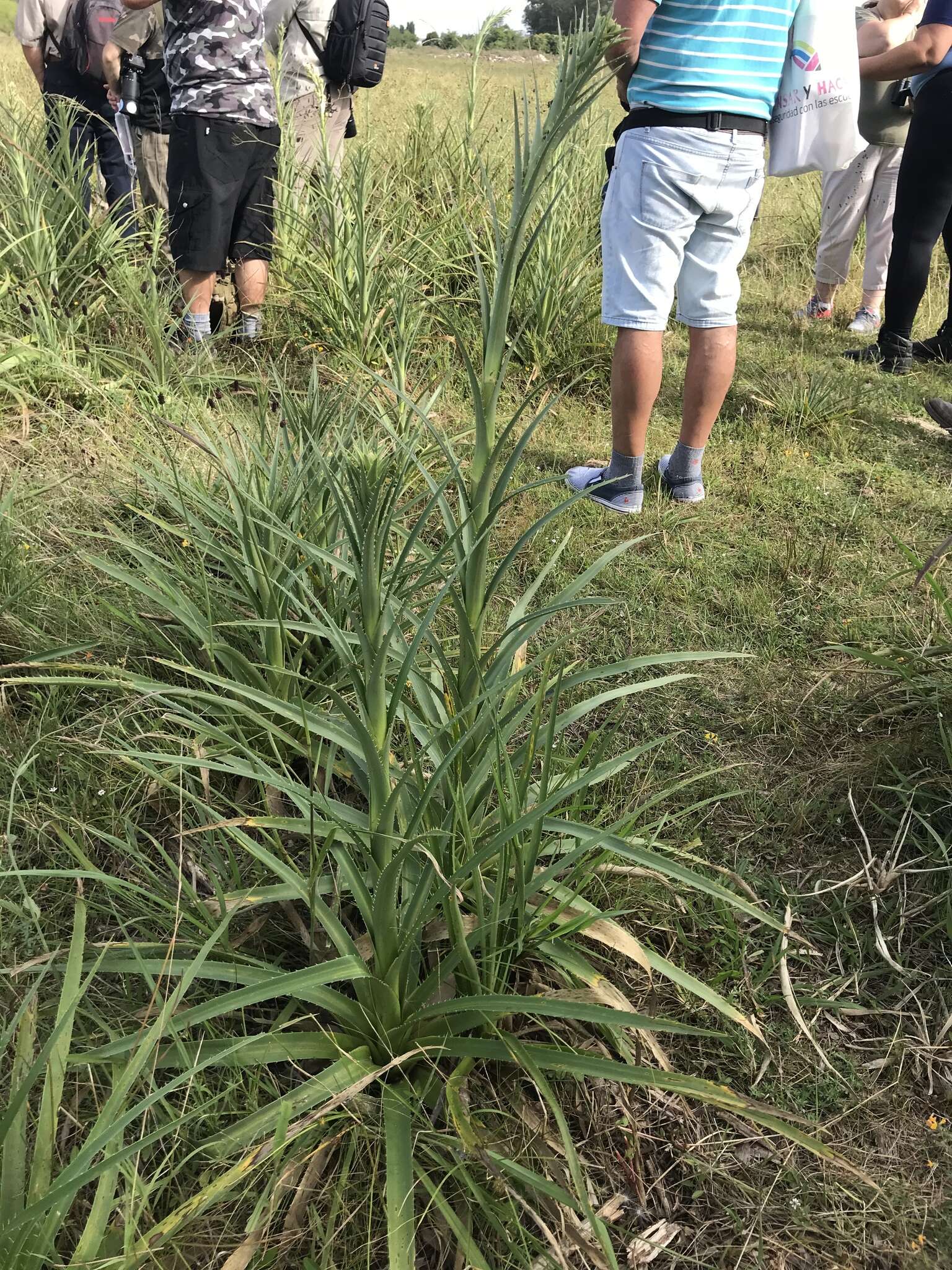 Imagem de Eryngium humboldtii Delar.