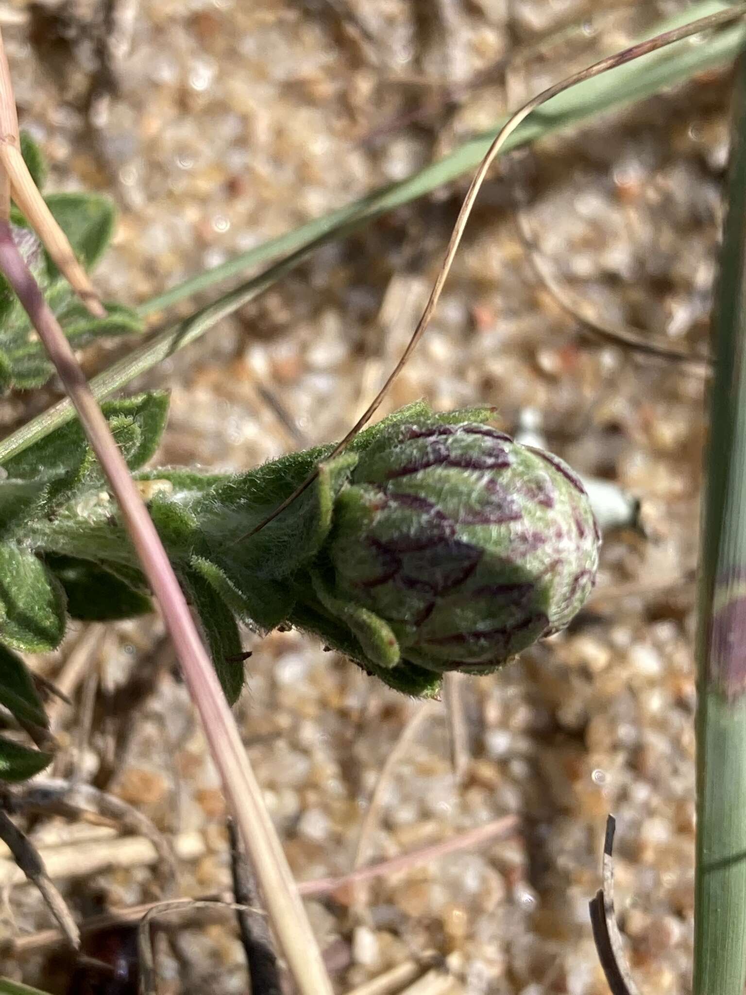 Image of Noticastrum malmei E. M. Zardini