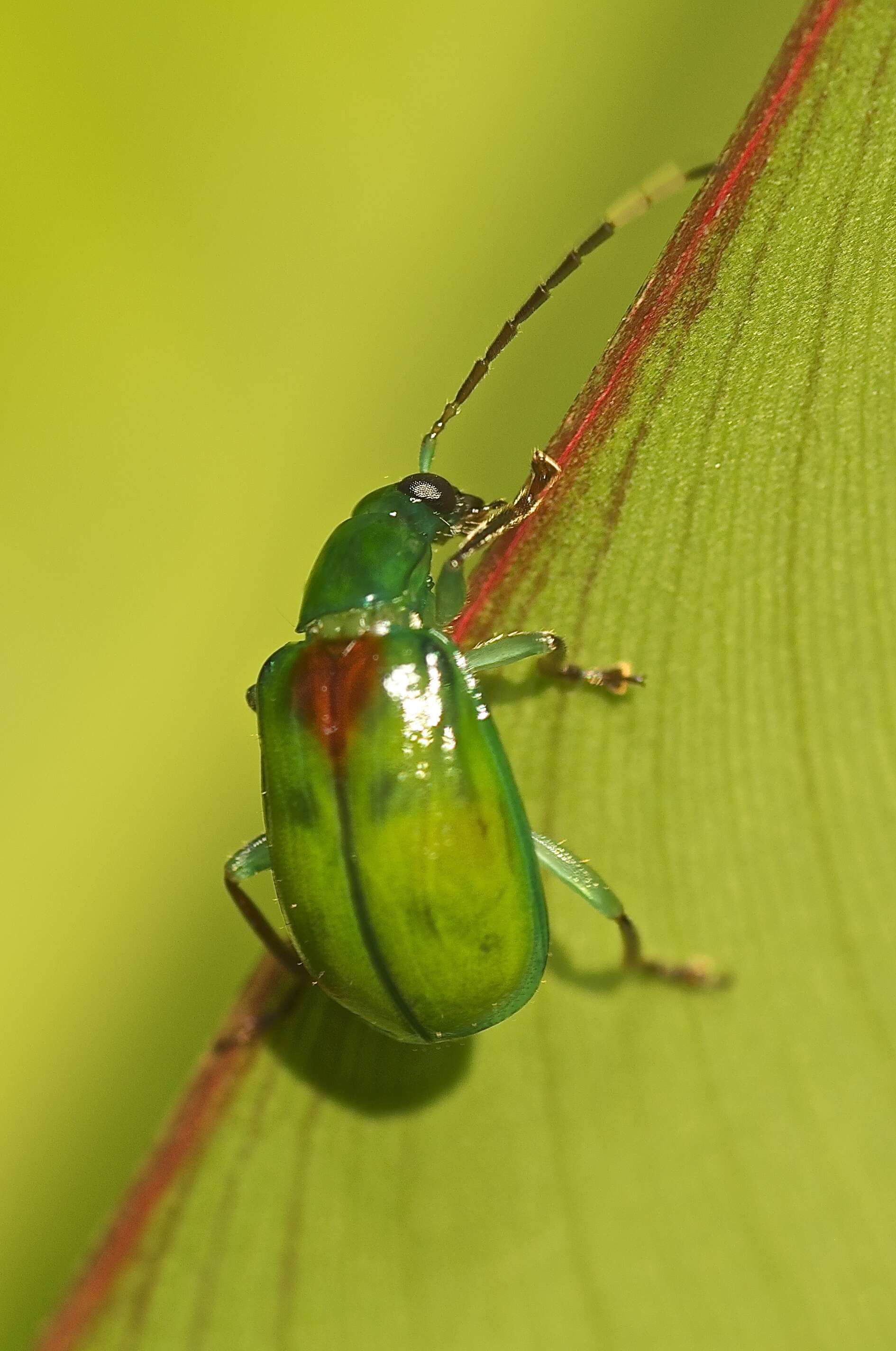 Plancia ëd Diabrotica