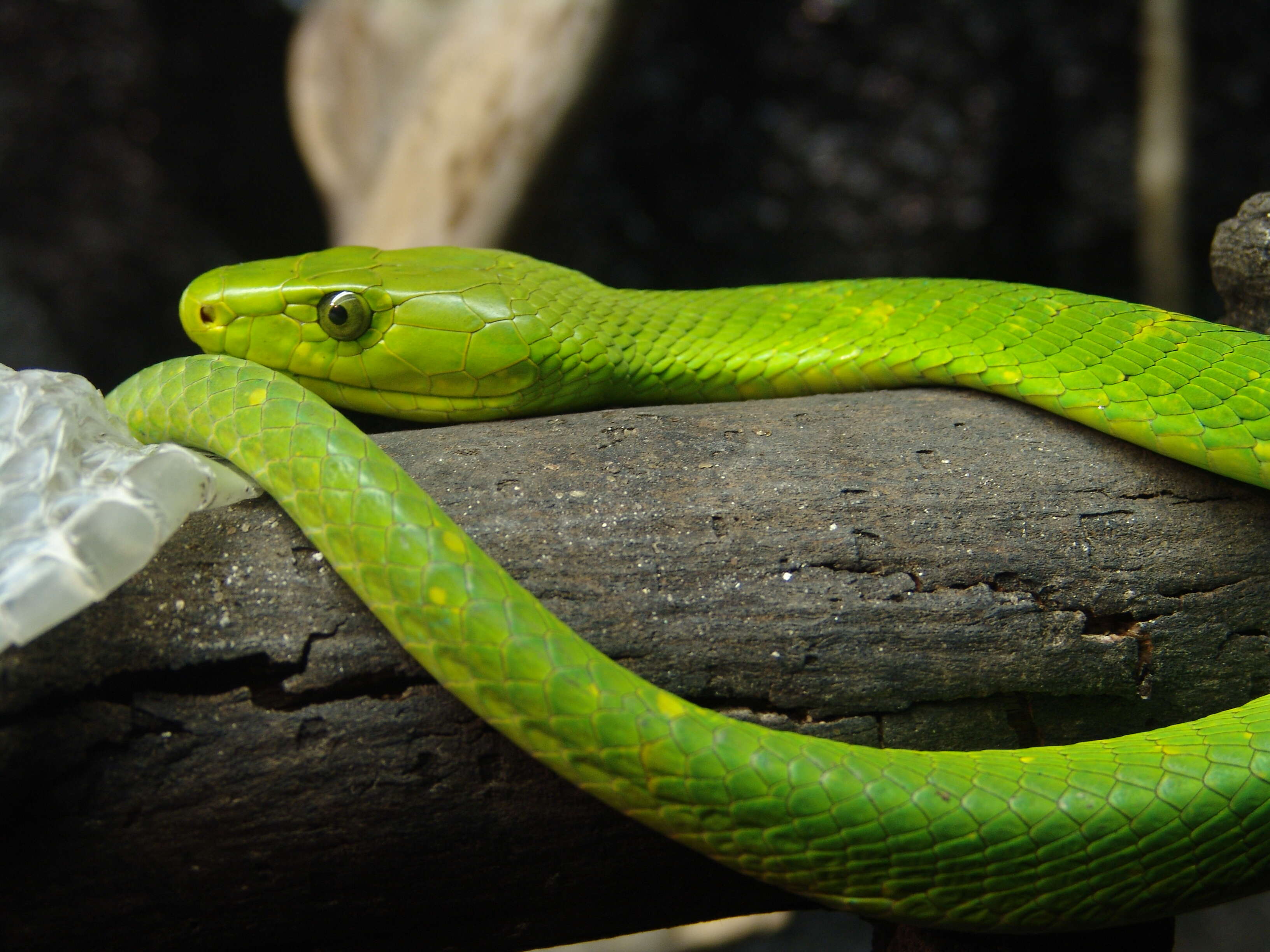 Image of Green mamba