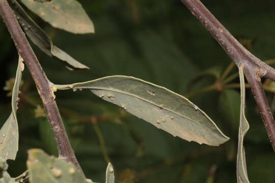 Image of Tessaria integrifolia var. ambigua (DC.) S. E. Freire