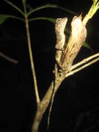 Image of Indonesia Earless Agama