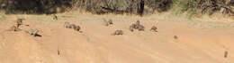 Image of Banded mongooses