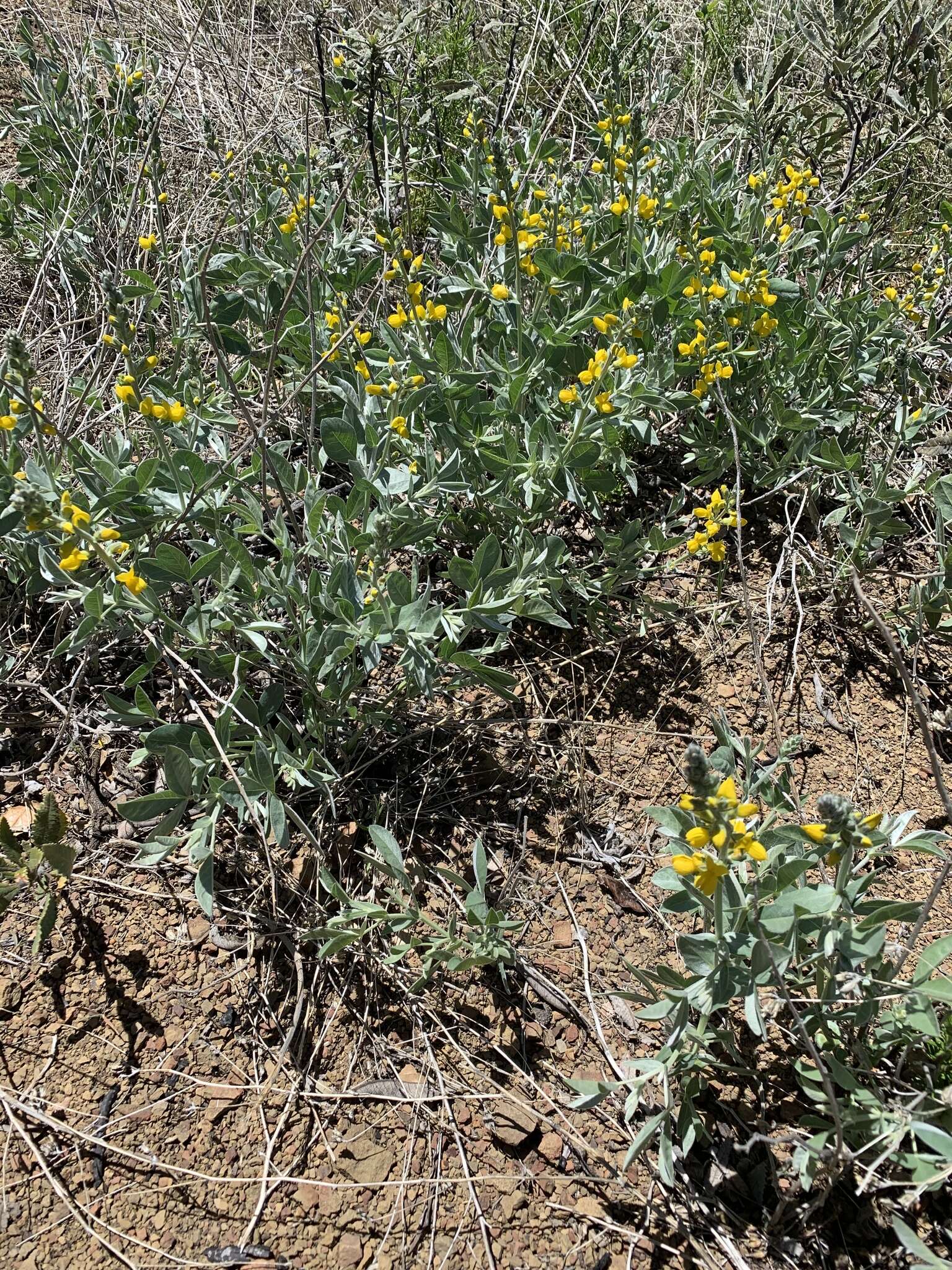 Image of California goldenbanner