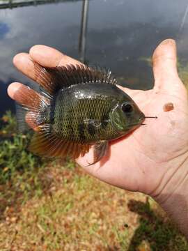 Image of Severum