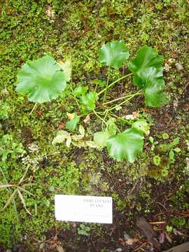 Image of Azorella lyallii (J. B. Armstr.) G. M. Plunkett & A. N. Nicolas