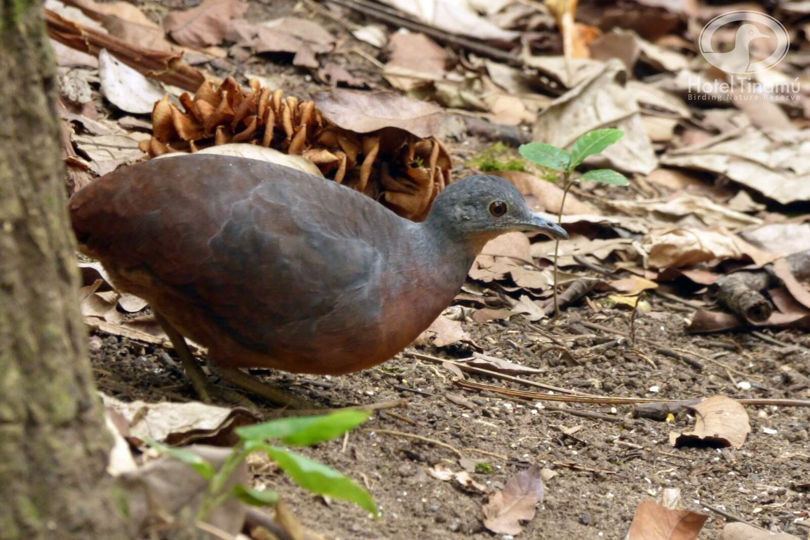 Image of Little Tinamou