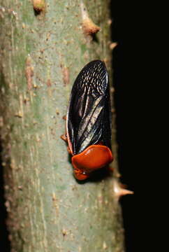 Image of froghoppers