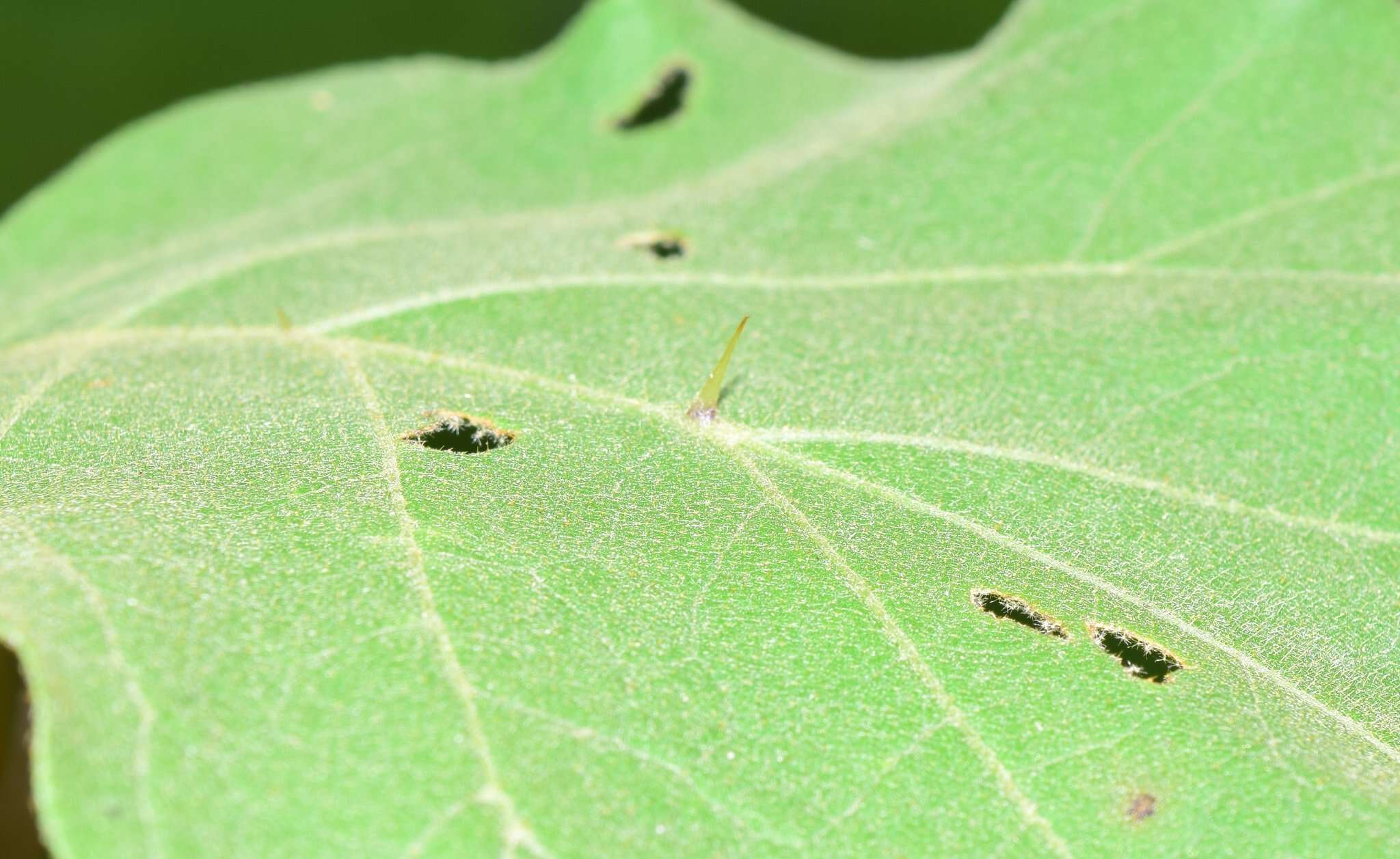 Solanum diversifolium Schltdl.的圖片