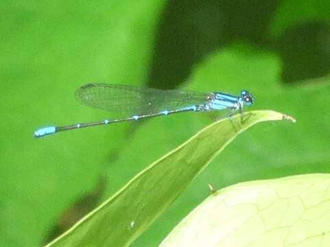 Image of Argia oculata Hagen ex Selys 1865