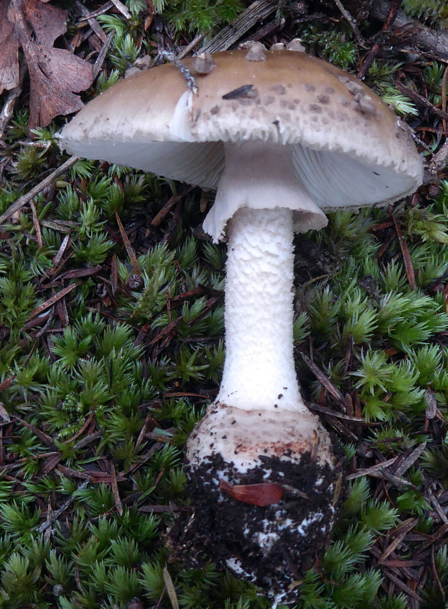 صورة Amanita australis G. Stev. 1962