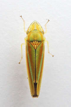 Image of Graphocephala versuta (Say 1830)