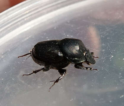 Image of Bull Headed Dung Beetle