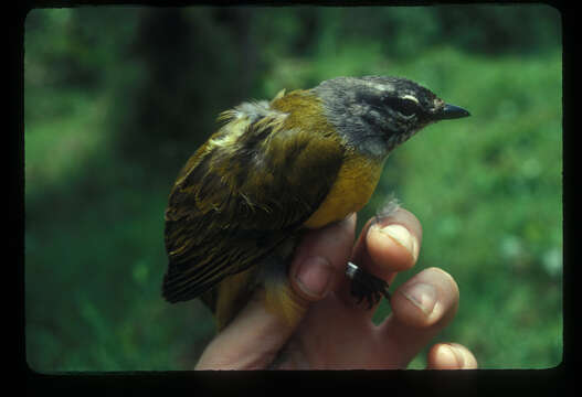 Image of Purple-throated Cuckoo-shrike