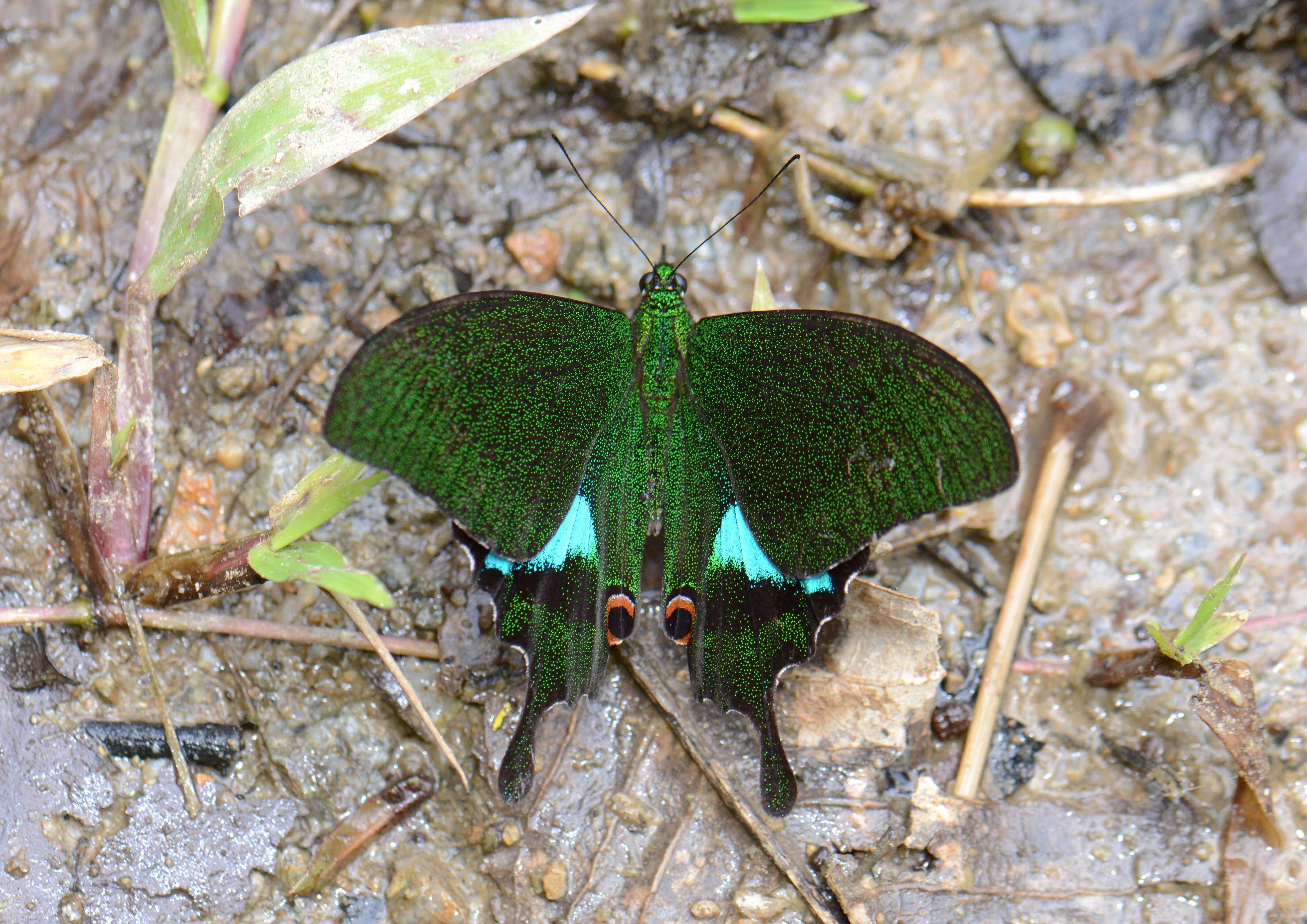 Image of Papilio paris Linnaeus 1758