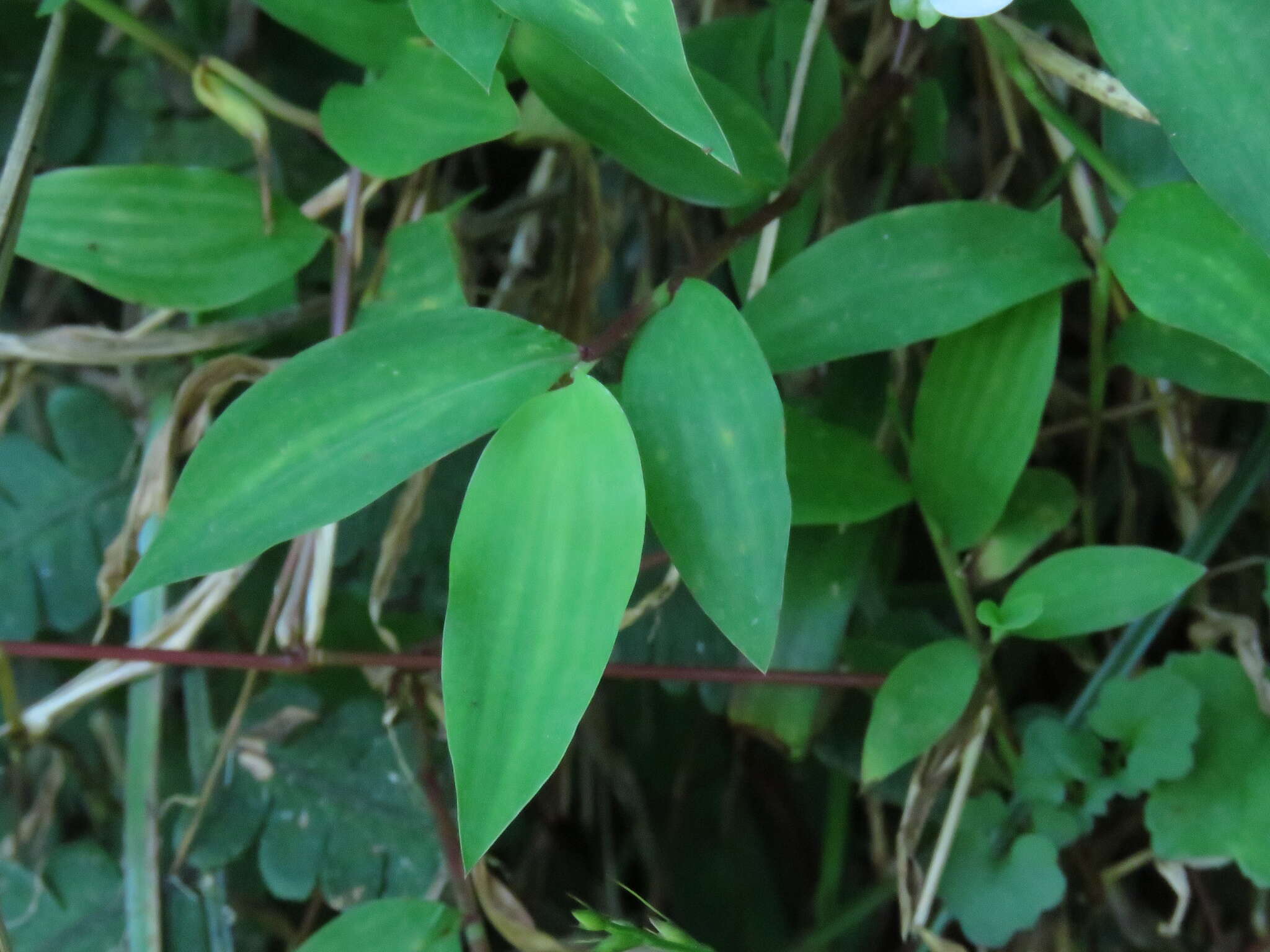 Sivun Murdannia loriformis (Hassk.) R. S. Rao & Kammathy kuva