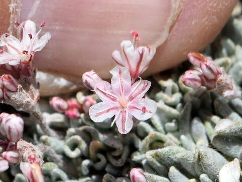 Image of southern alpine buckwheat