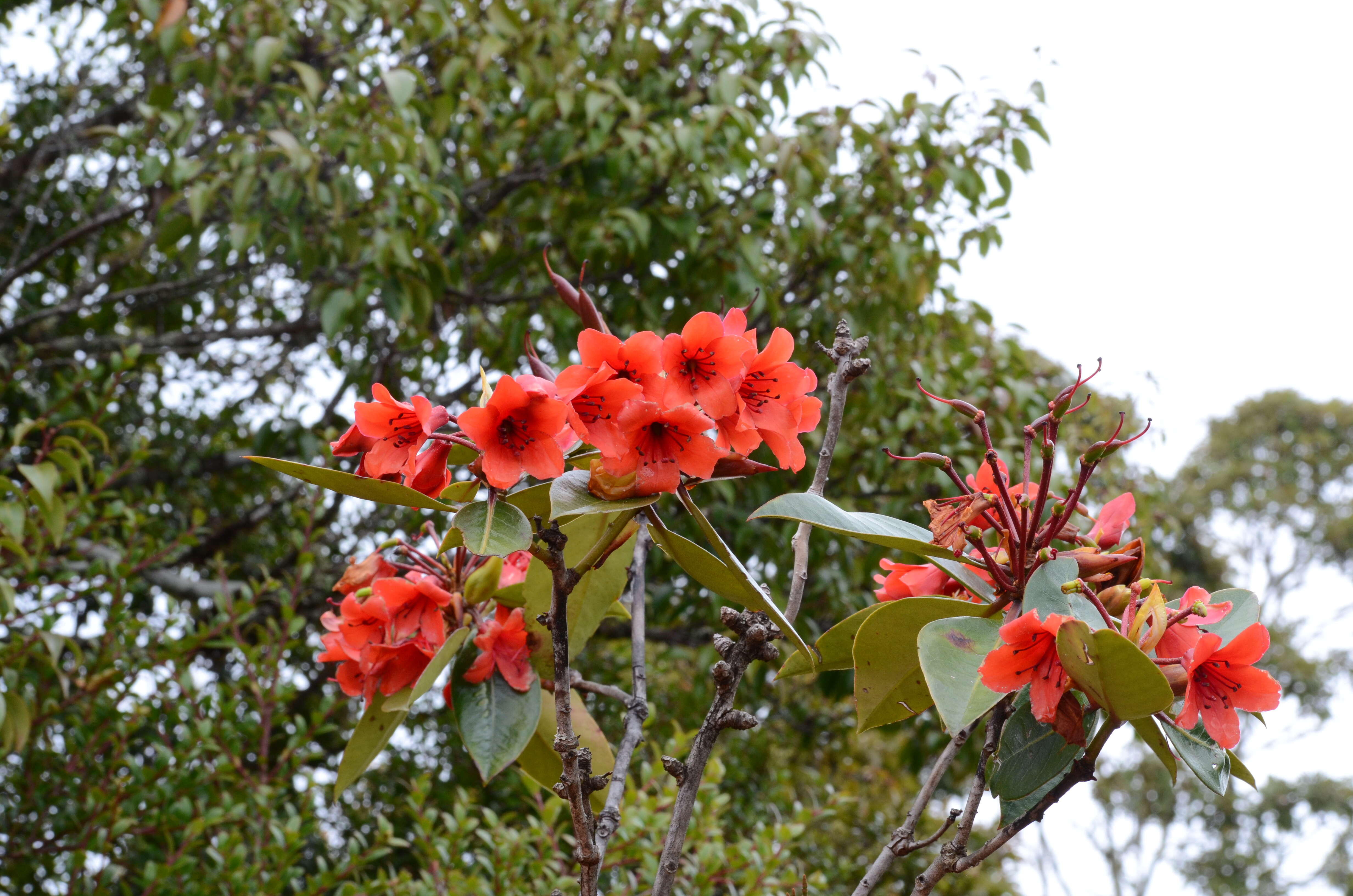 Слика од Rhododendron rarilepidotum J. J. Smith