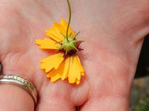 Imagem de Coreopsis basalis (Otto & A. Dietr.) Blake