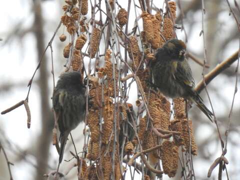 Image of Fire-fronted Serin